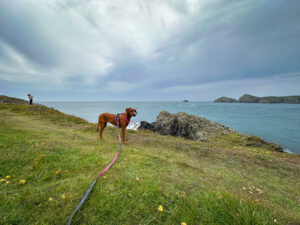 Hond staat langs de kustlijn in Wales