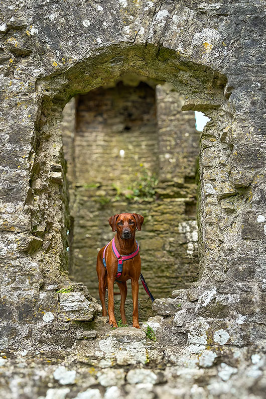 Hond in de ruïne van Carew Castle. Een van de meest hondvriendelijke kastelen in Zuid-Wales