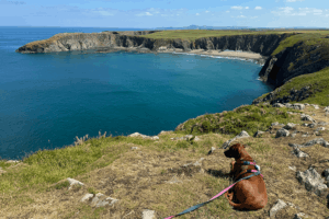 Hond die uitkijkt over de zee en kliffen bij Carn Llwyd in Pembrokeshire.