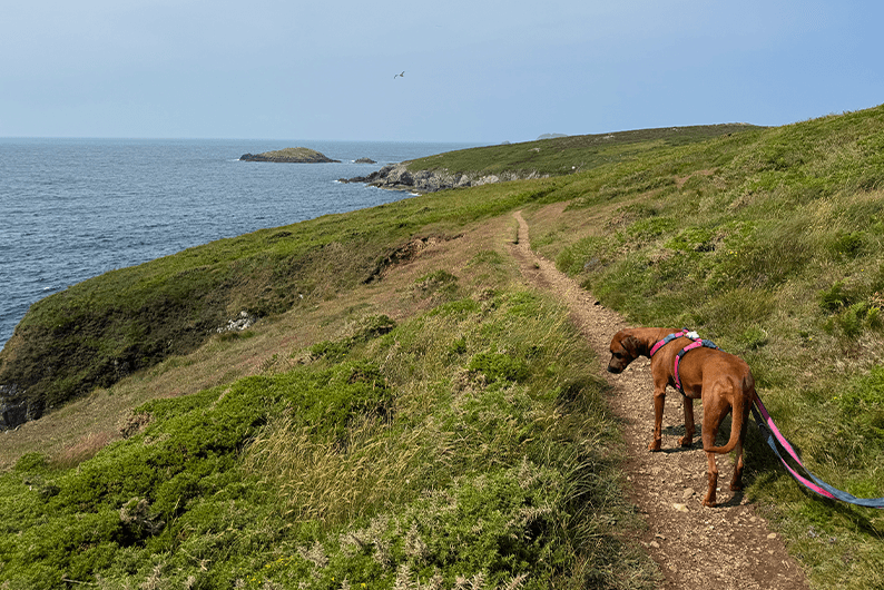 Hond aan de lijn op het Pembrokeshire Coast Path in Wales, met uitzicht op de zee.