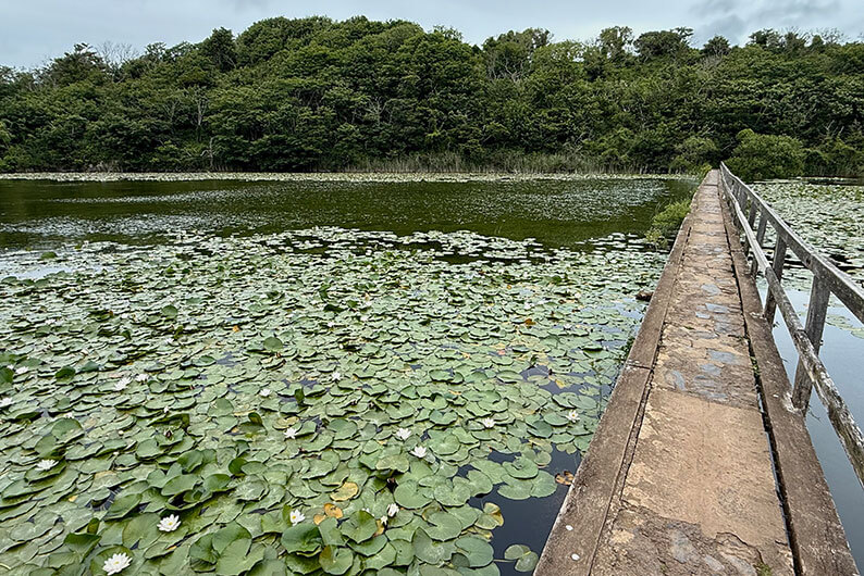 Smalle brug over de Bosherston Lily Ponds vol waterlelies bij Stackpole