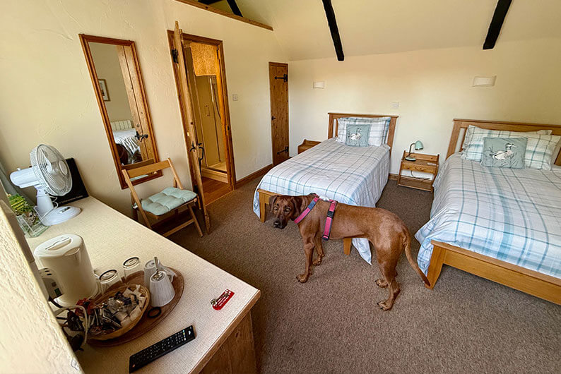 Hond in de kamer bij Beachborough Park tijdens een overnachting onderweg naar Engeland