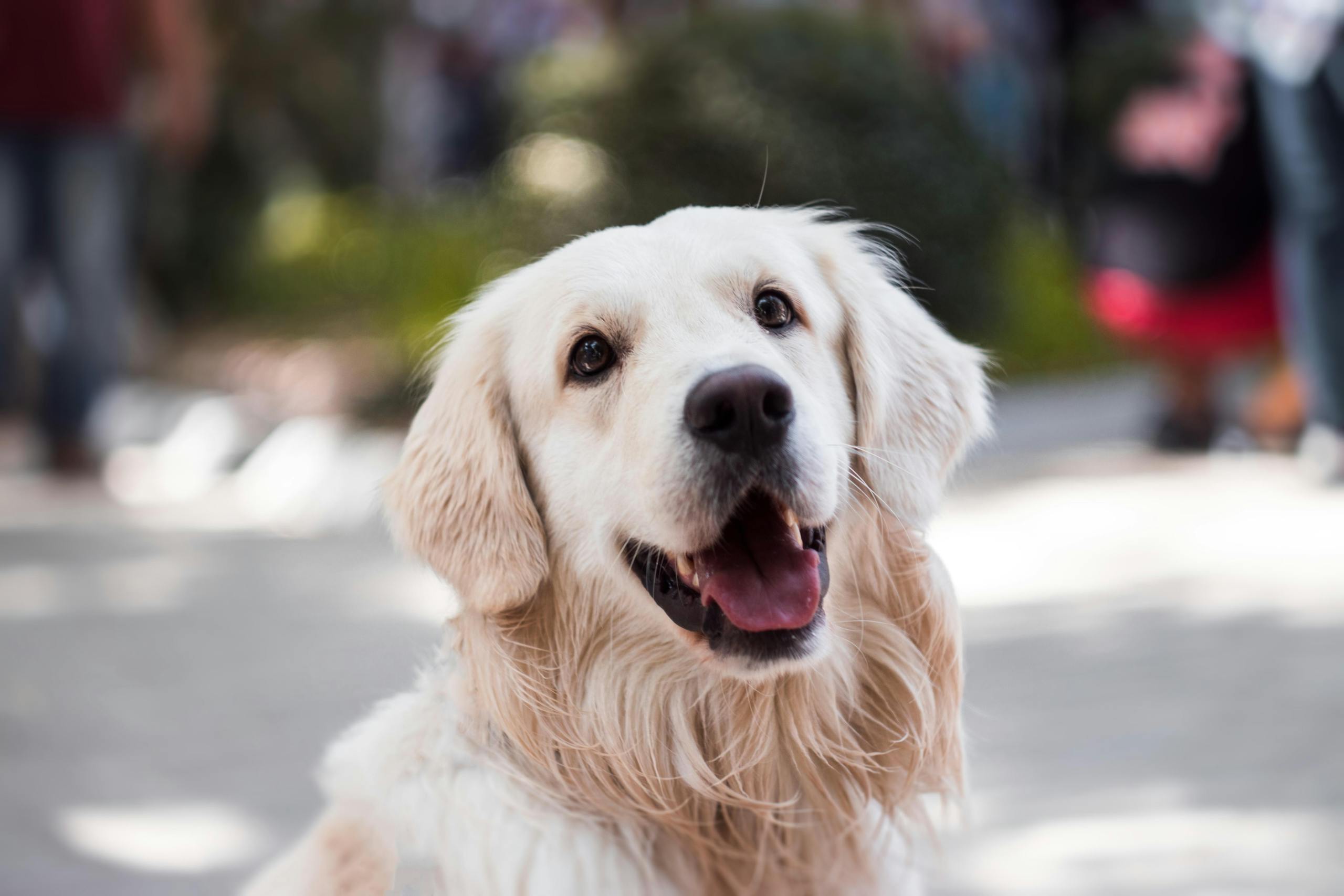 Glimlachende golden retriever buiten met onscherpe achtergrond.