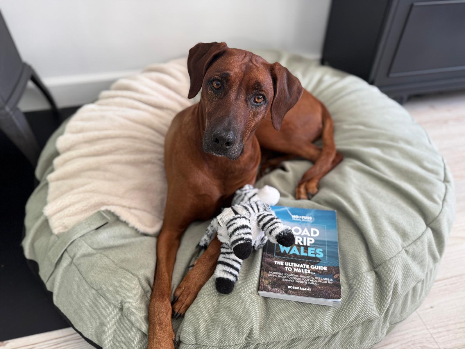 Hond op een hondenkussen met een boek over roadtrips door Wales